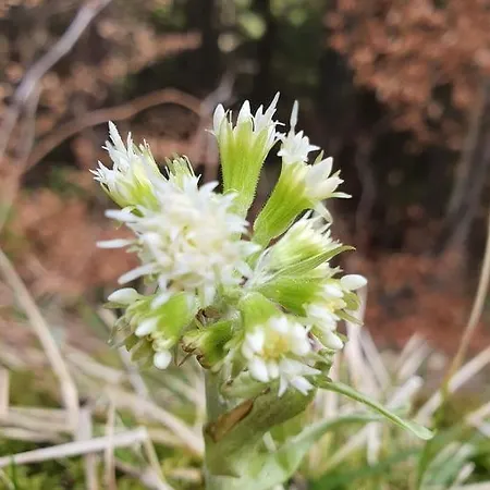 Дом отдыха Anita Rogla