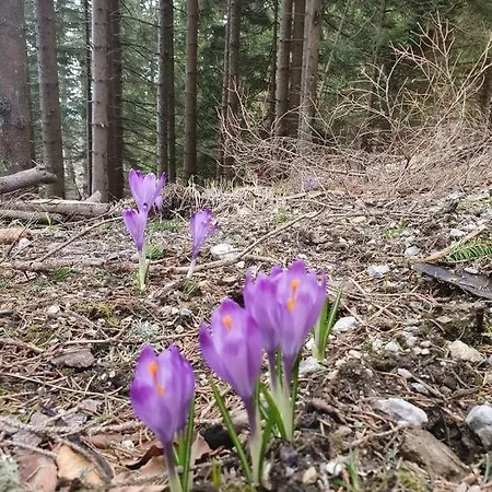 Дом отдыха Anita Rogla