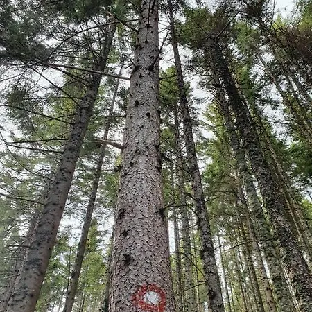 Anita Rogla Tatil Evi