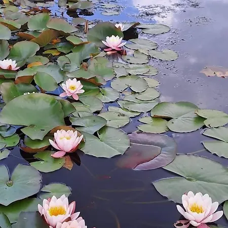 Дом отдыха Anita Rogla