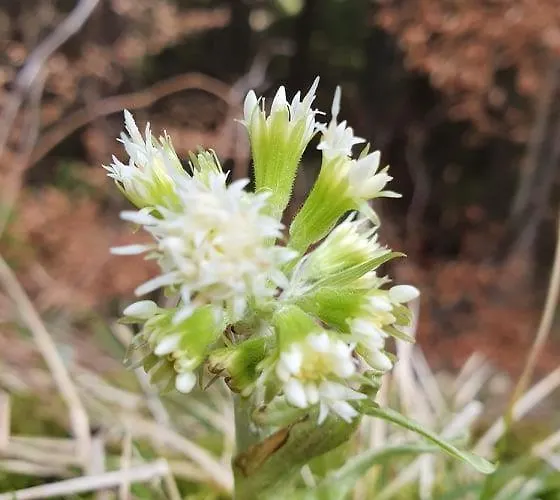 Feriehus Anita Rogla