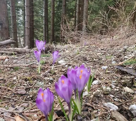 Feriehus Anita Rogla