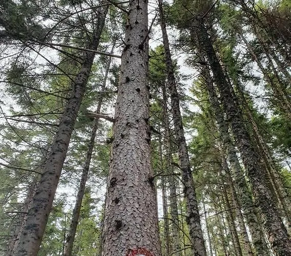 Anita Rogla Feriehus